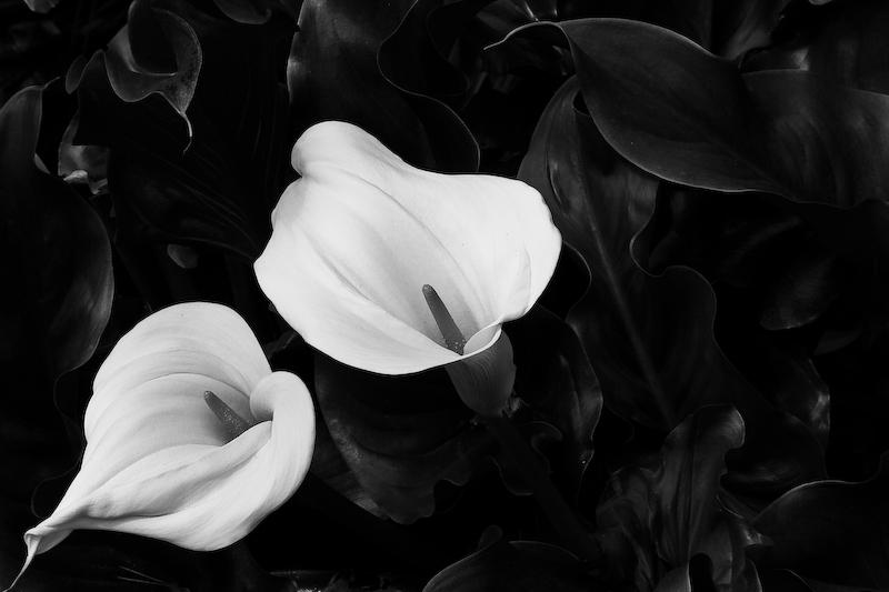 Lilies