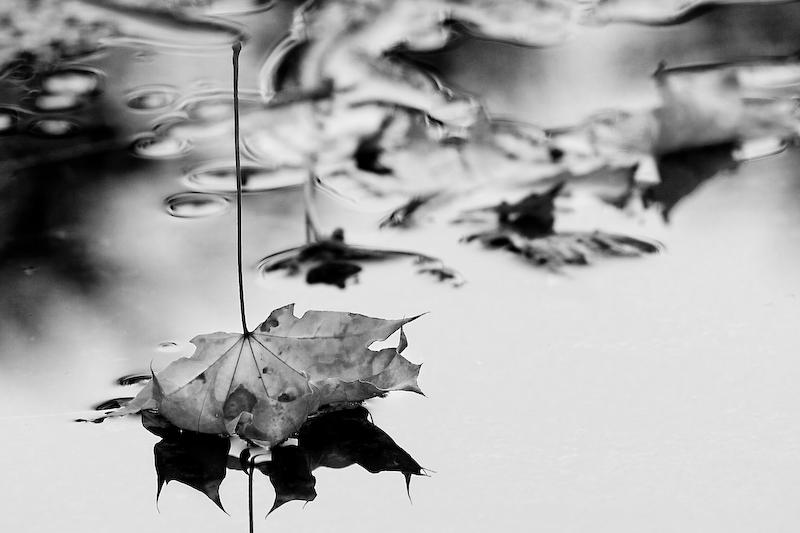 4th Place - Bittersweet October by alexis