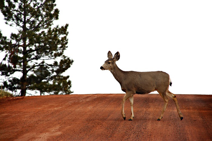 Deer Crossing