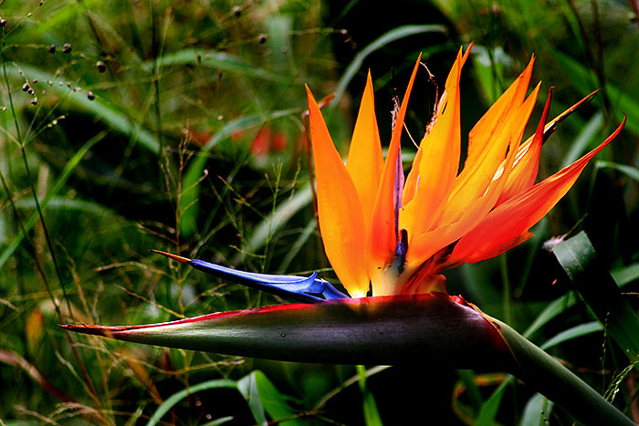 Bird of Paradise