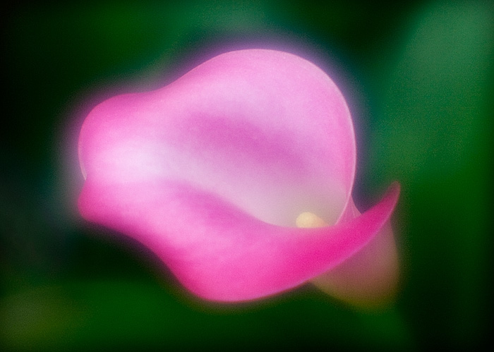 The Calla Lillies are in Bloom