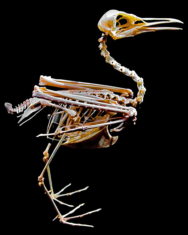 Prehistoric Bird
