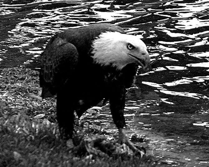 Eagle