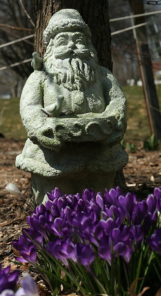 Tiptoe Through the Crocuses