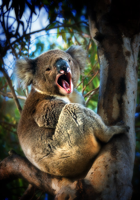 Yaaawn