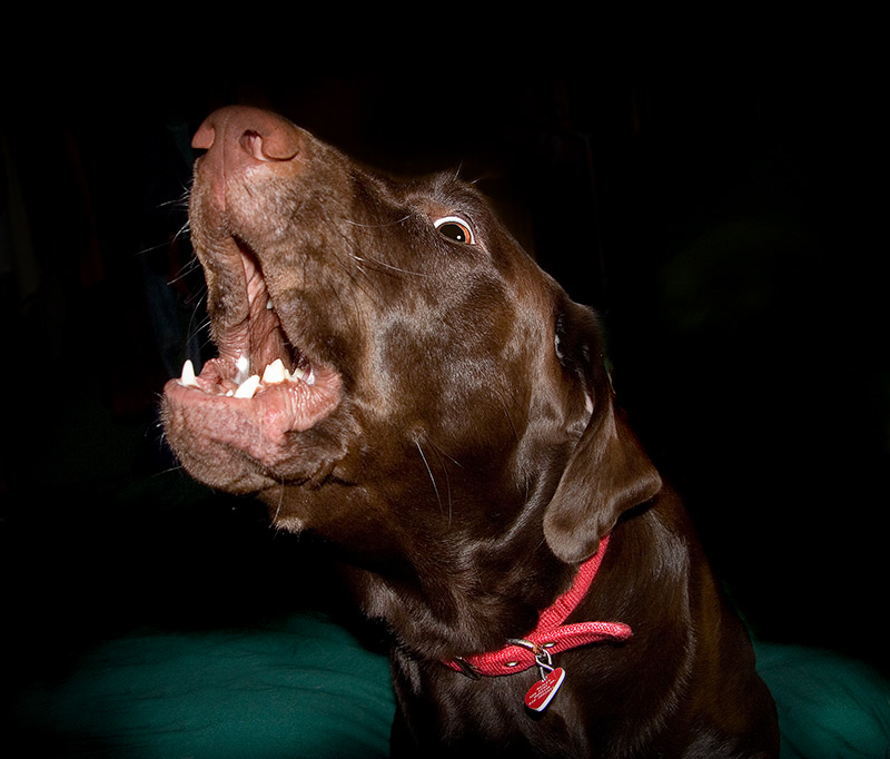9th Tie - singing for her supper by dtallakson