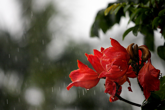 Rain