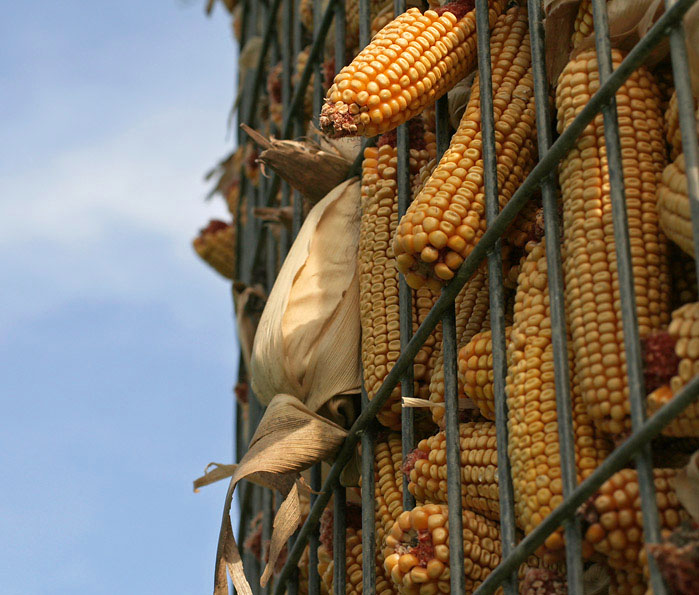 8th: Corn<br>by suanne
