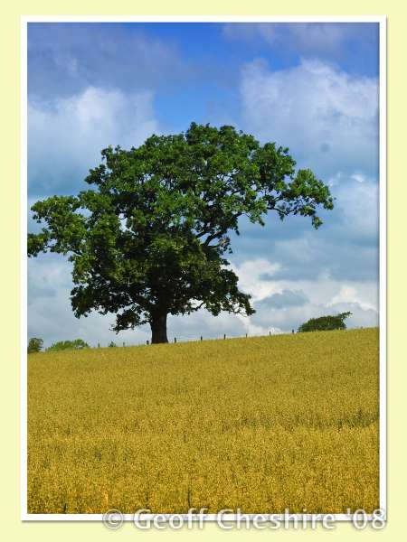 The lone tree