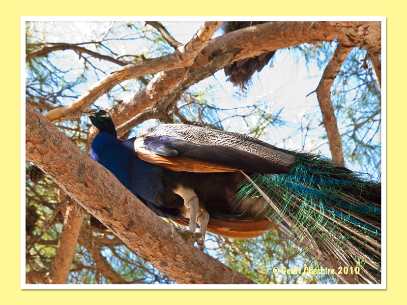 Peacock roosting