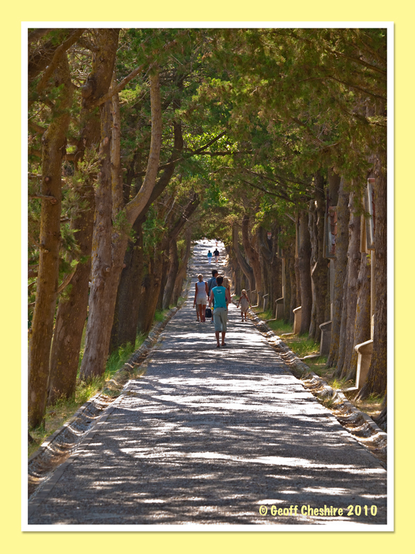 Journey through the trees