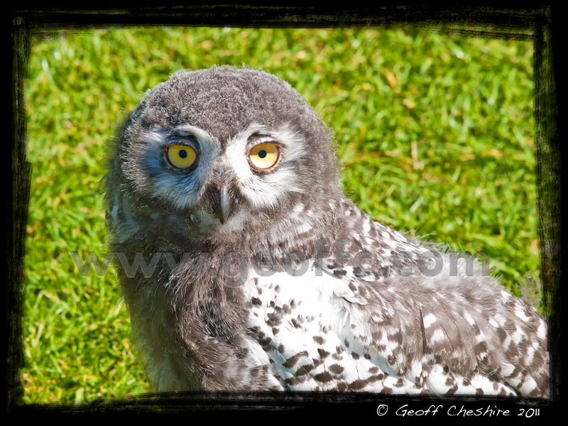 Snowy Owl chick