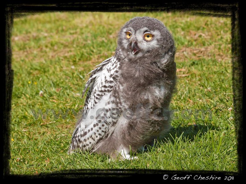 30 day old snowy owl