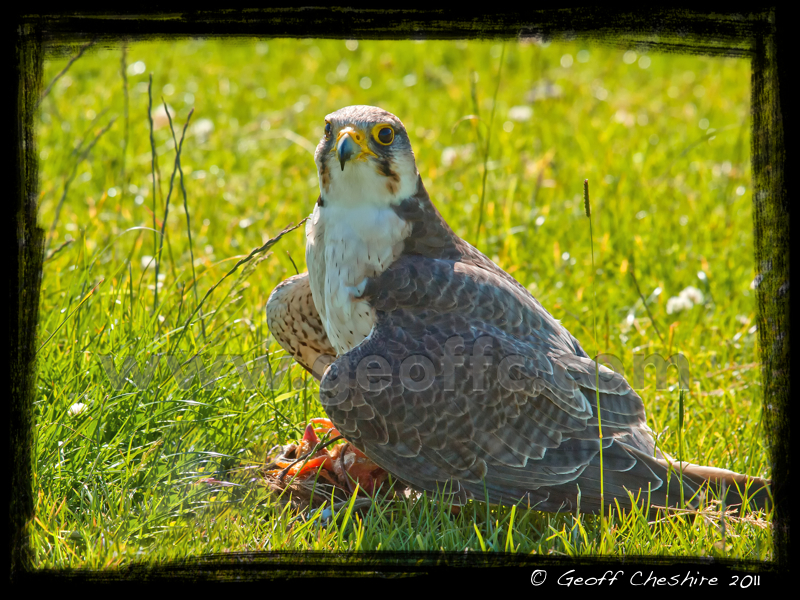Lanner falcoln on a kill