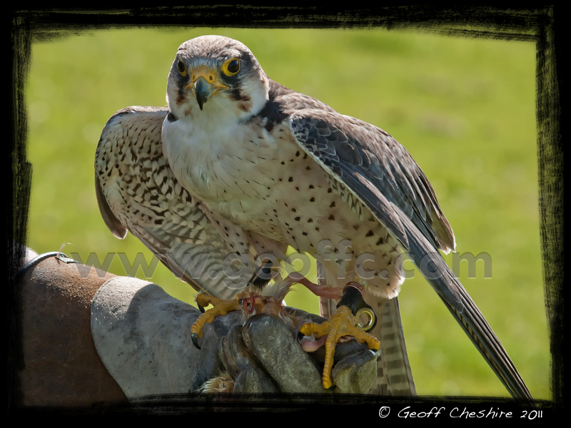 Lanner falcoln