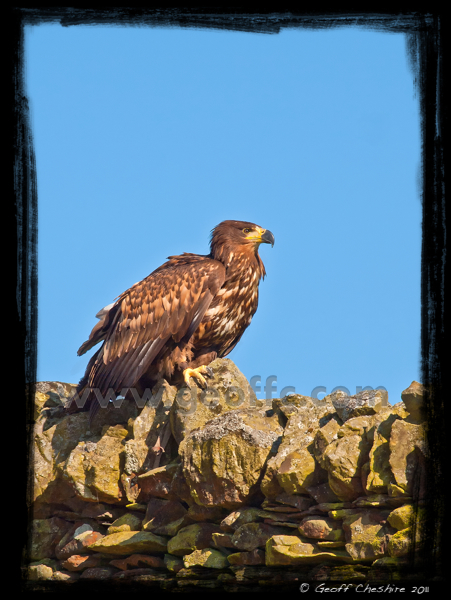 Sea Eagle