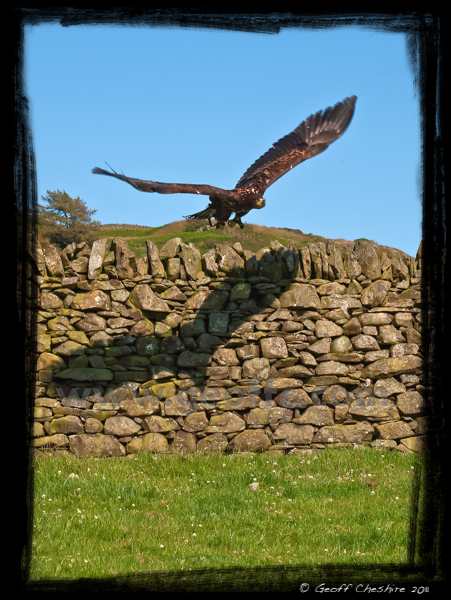 Sea Eagle in flight