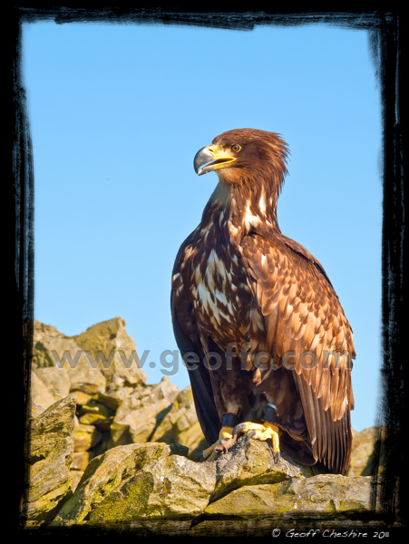 Sea Eagle