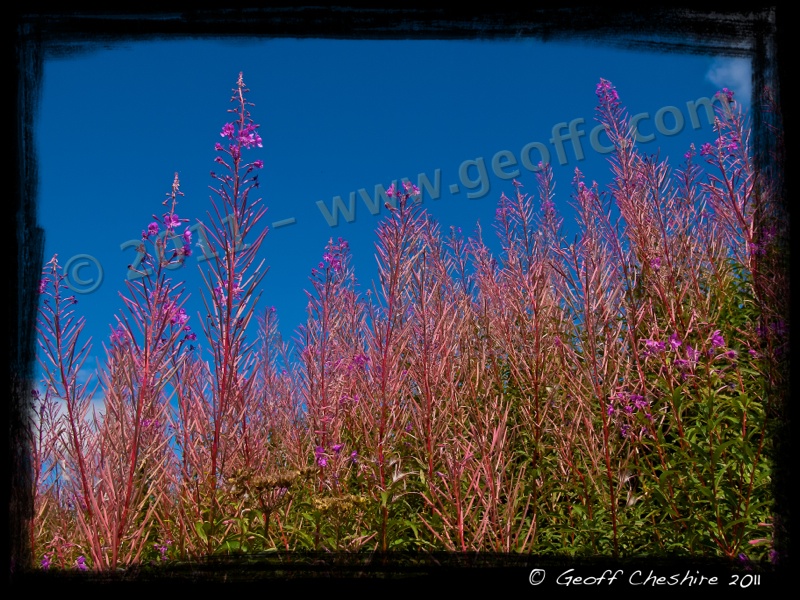 Summer flowers on the canal bank