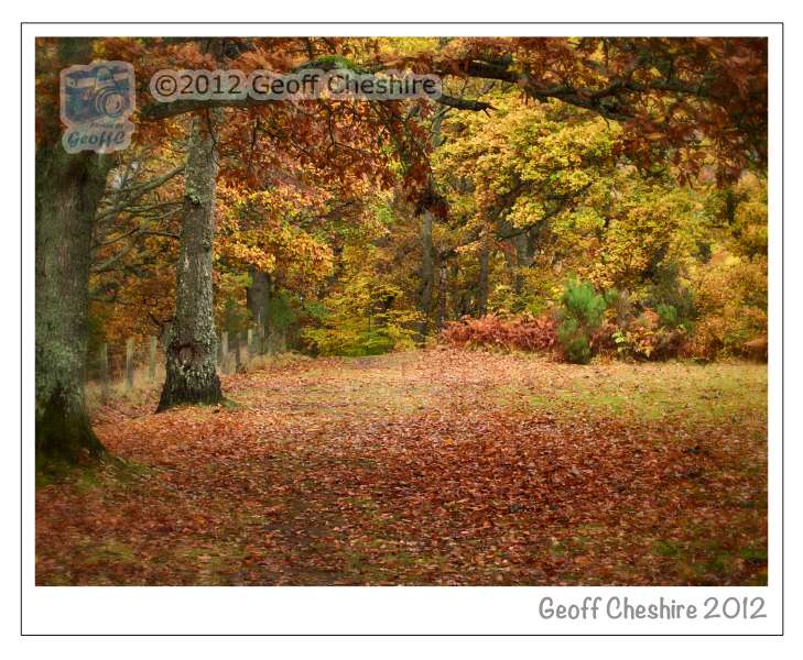 Autumn Colours at Loch Faskally, Pitlochry (4)