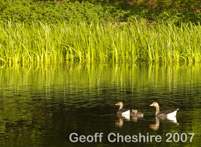 Geese on the small lake