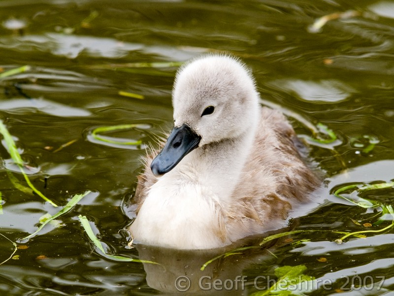 One of this years brood