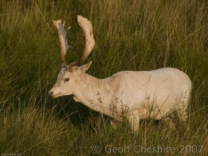 A Bramshill Stag