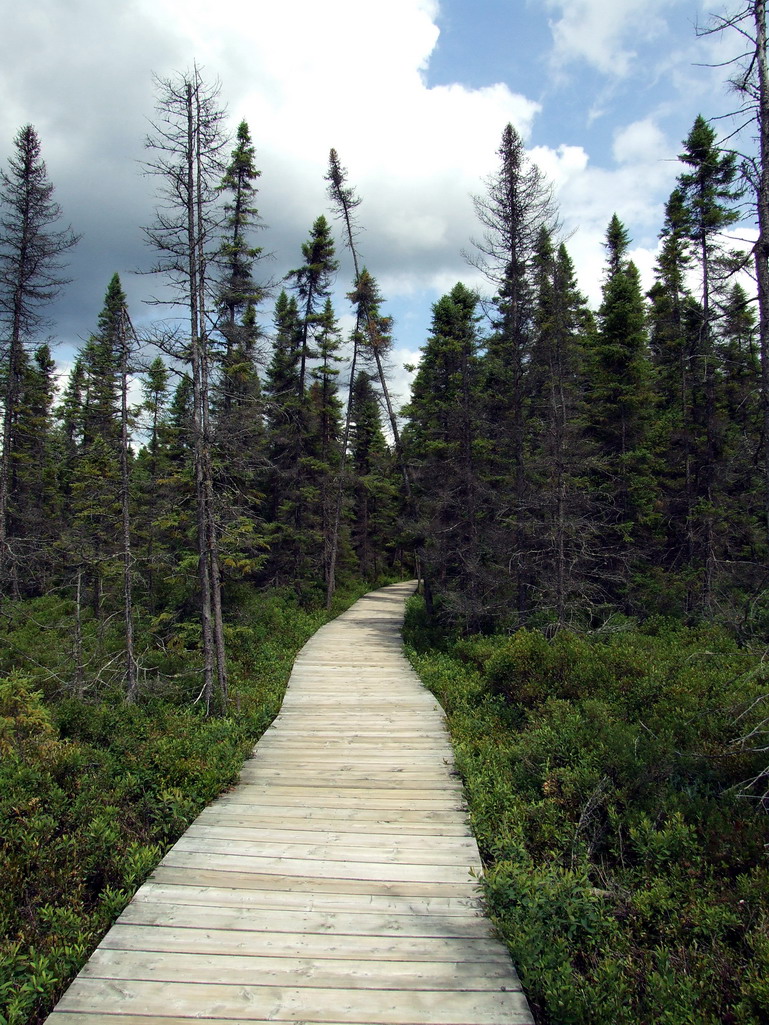 Board walk in spruce bog