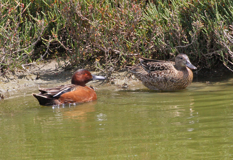 Cinnamon Teal