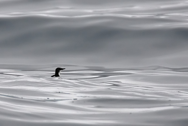 Craveris Murrelet