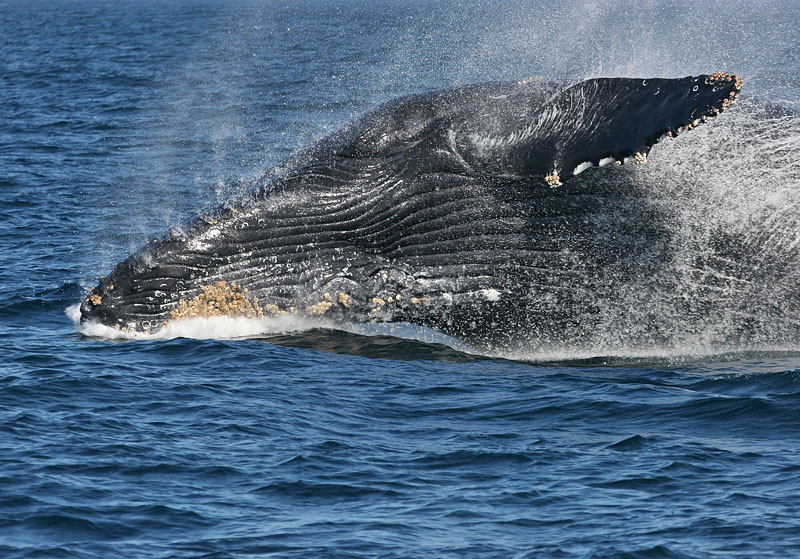 Humpback Whale