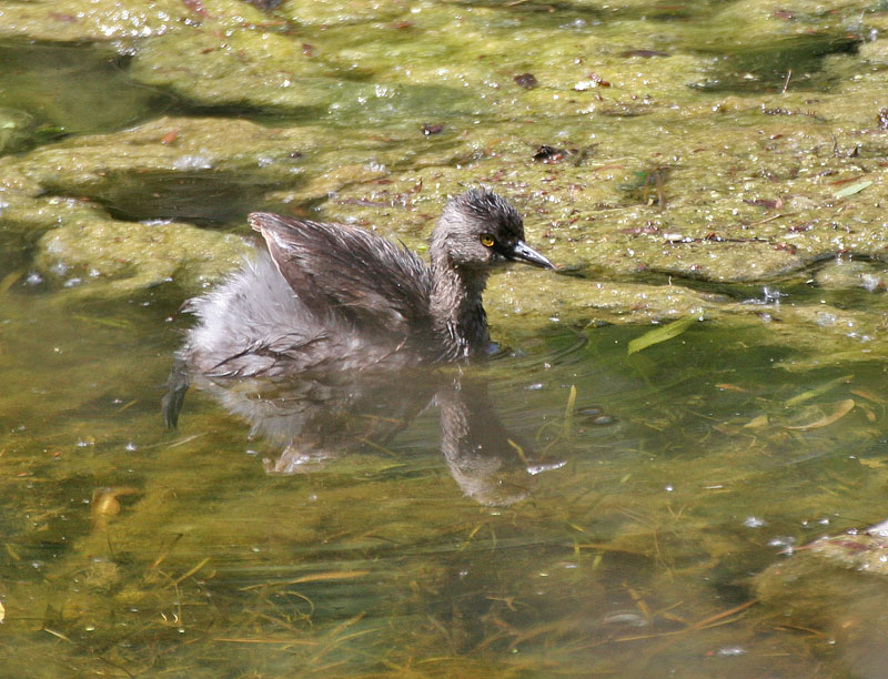 Least Grebe