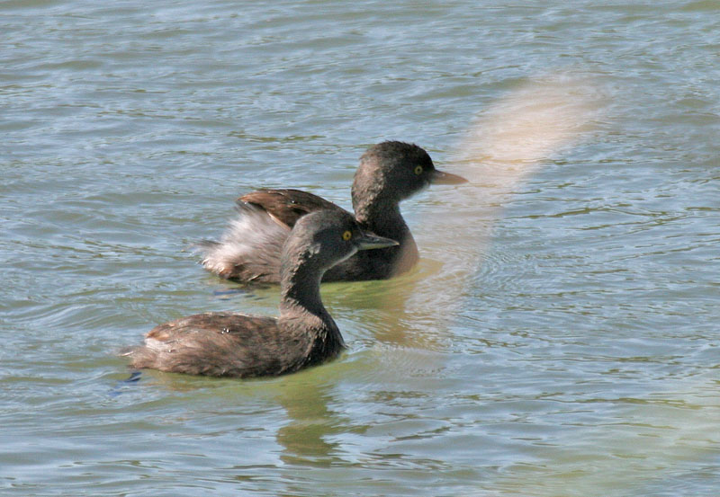 Least Grebe