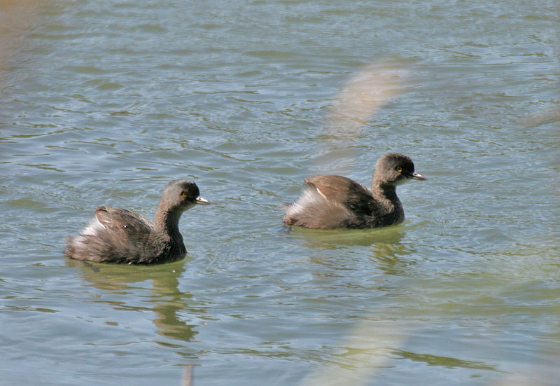 Least Grebe