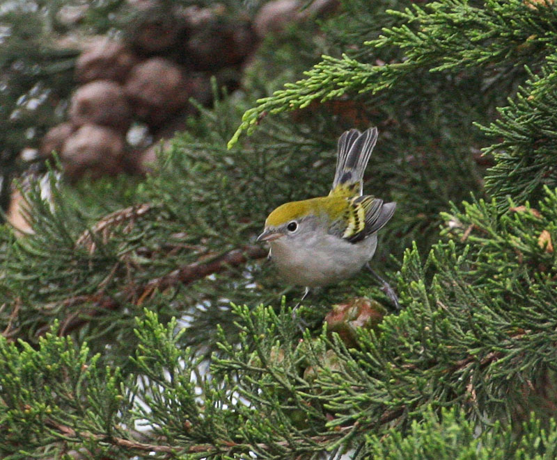 Chestnut-sided Warbler