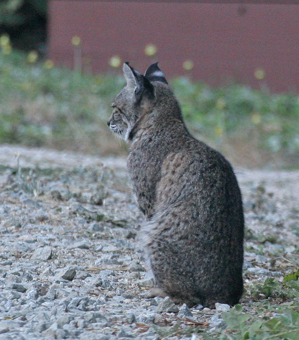 Bobcat