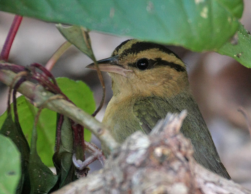 Worm-eating Warbler