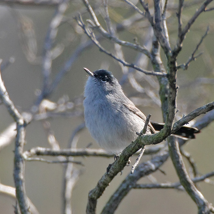 Coastal California Gnatcatcher