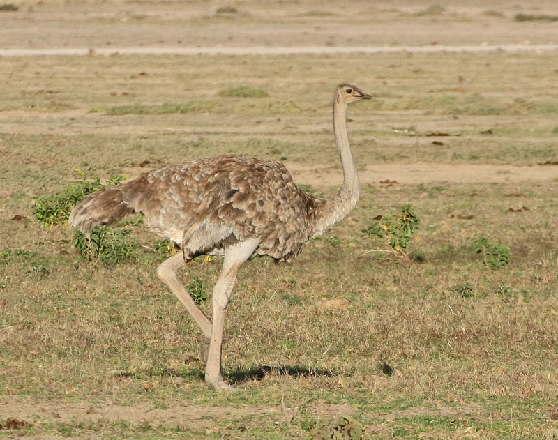 Common Ostrich (Masai)