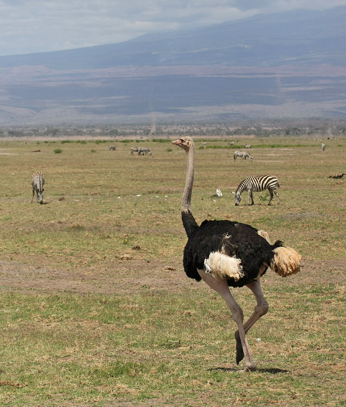 Common Ostrich (Masai)