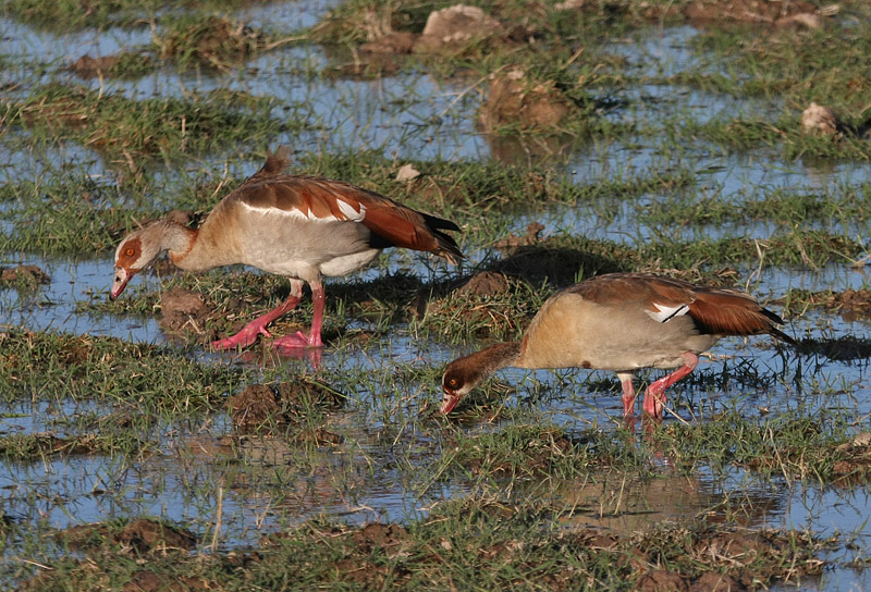 Egyptian Goose