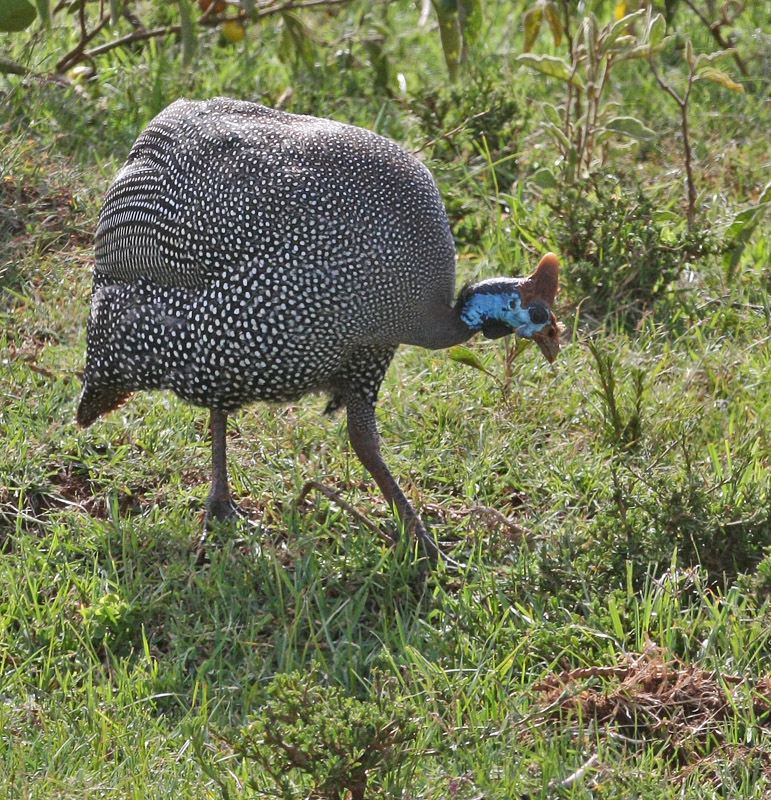 Helmeted Guineafowl (Reichenows)