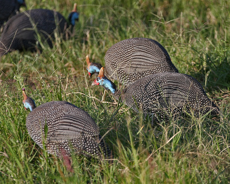 Helmeted Guineafowl (Reichenows)