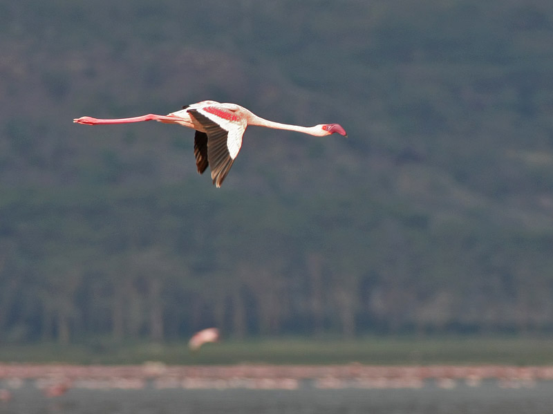 Lesser Flamingo