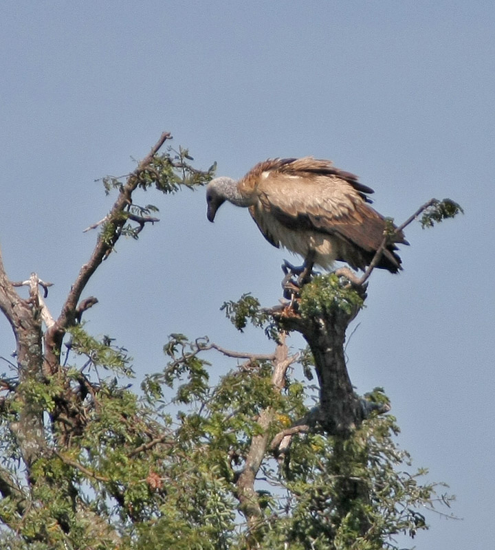 White-backed Vulture