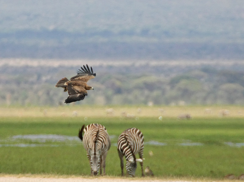 Tawny Eagle