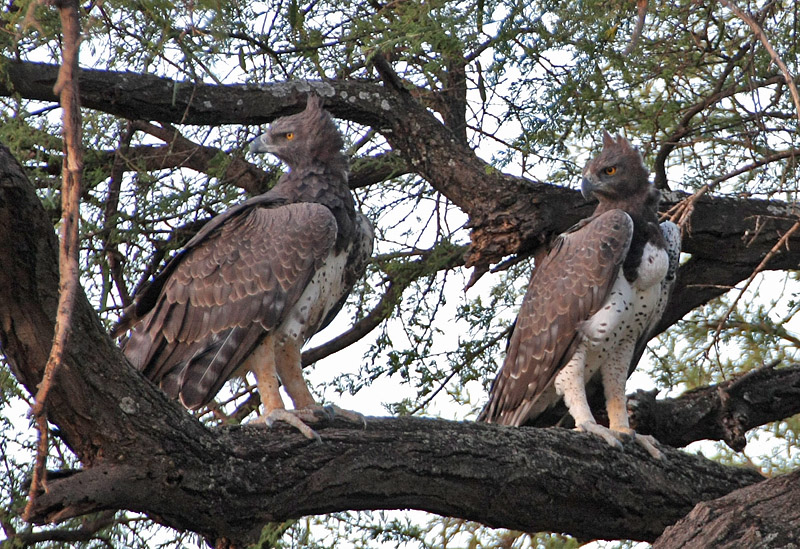 Martial Eagle