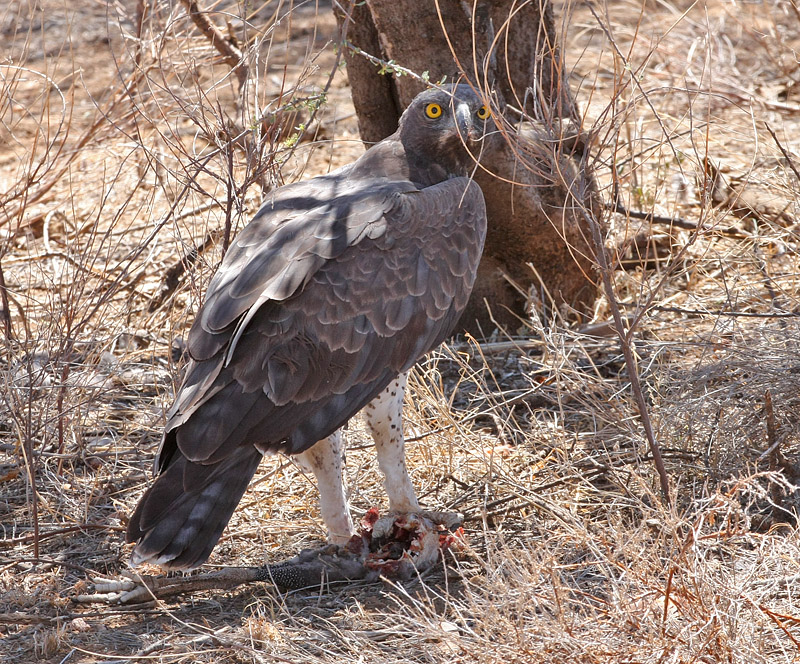 Martial Eagle