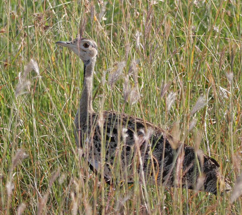 Black-bellied Bustard