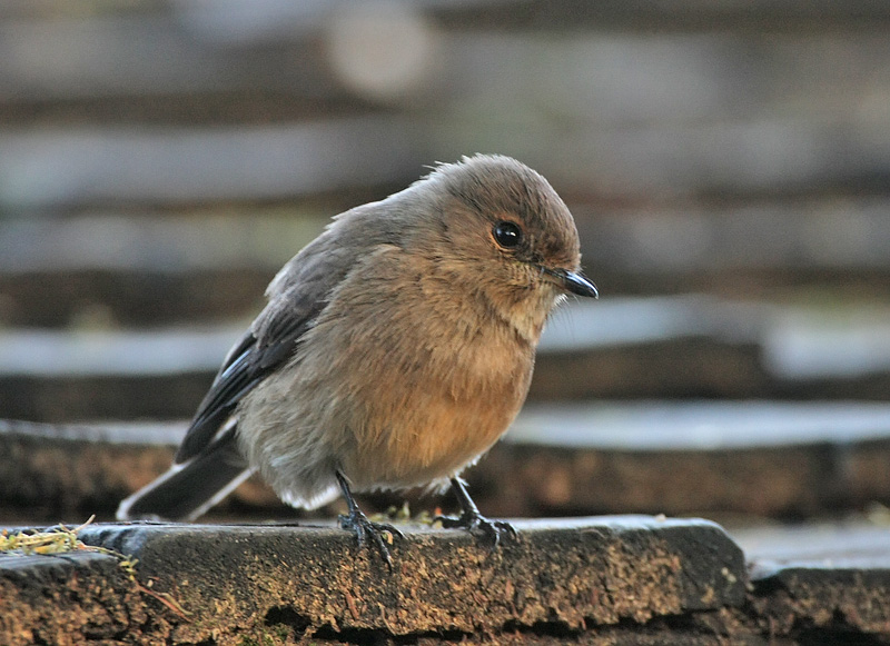 Dusky-brown Flycatcher